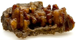lot 63 image: Natural AGATIZED CORAL from WITH LACOOCHE RIVER CLYATTVILLE, GA