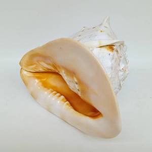 lot 257 image: Large Vintage Natural Conch Shell