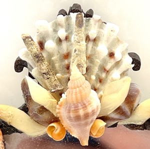 lot 305 image: Artisan Dollhouse Miniature - Shell Mirror