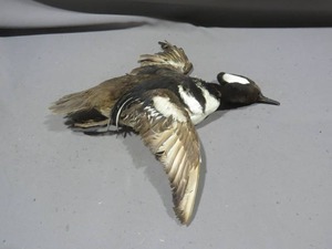 lot 75 image: Hooded Merganser Duck Mount