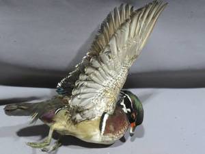 lot 76 image: Drake Wood Duck Mount