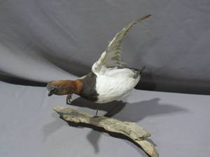 lot 77 image: Canvasback Duck Mount