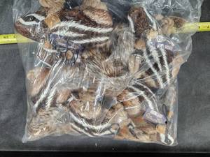 lot 198 image: Lot of (1) Steel Dog Realistic Roper Chipmunk Dog Toys 6-pack
