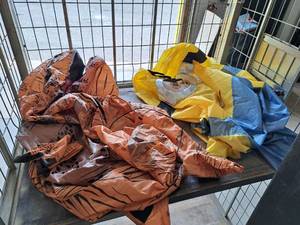 lot 109 image: Lot of (2) Inflatable Costumes - T-Rex and Minion