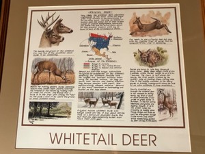 lot 26 image: whitetail deer print framed