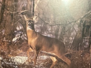 lot 66 image: buck print-framed