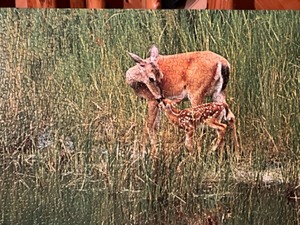 lot 68 image: doe and bambi puzzle art