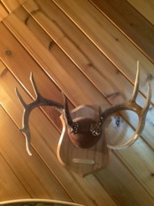 lot 139 image: Whitetail Antlers 17 spread