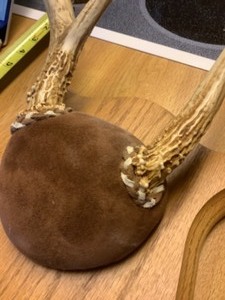 lot 140 image: Whitetail Antler mount