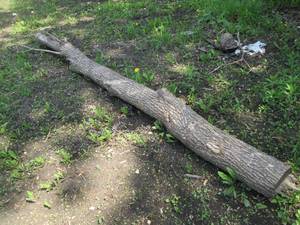lot 21 image: 12ft 2in tree log for projects or firewood