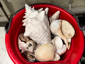 lot 347 image: Bucket Of Seashells