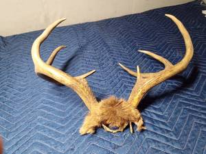lot 91 image: Deer antler