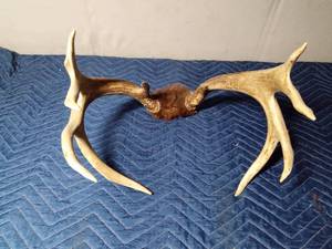 lot 93 image: deer antler