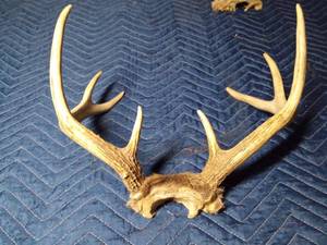 lot 95 image: 2 Deer antlers