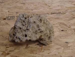 lot 22 image: Unique Fossilized Coral Rock