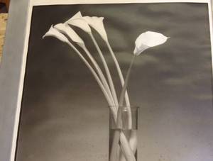 lot 164 image: Framed Black and White Photograph of Calla Lilies