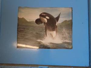 lot 168 image: Framed Orca Whale Photograph