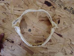 lot 169 image: Lot of Two Shark Jaw Assemblies