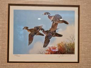 lot 51 image: 19 x 18 Owen Gromme Signed Duck Print and Stamp Framed