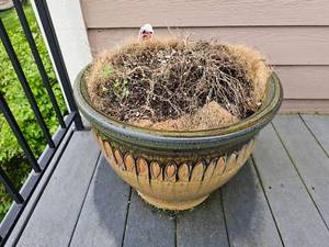 lot 9A image: Beautiful, Large Ceramic Flowering Pot