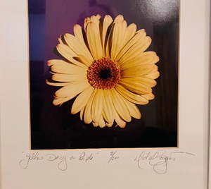 lot 161 image: Beautiful Vintage Pair of Yellow Daisy on Purple and Red and White Daisy Wall Framed Wall Art