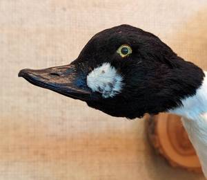 lot 33 image: Common Goldeneye Taxidermy Wall Mount