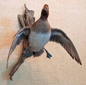 lot 34 image: Green Winged Teal Taxidermy Duck Wall Mount