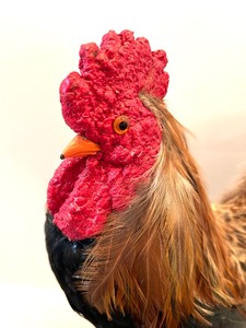 lot 67 image: Decorative  Feather Rooster Figurine