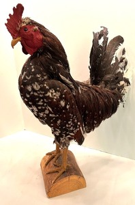 lot 63 image: Speckled Sussex Rooster