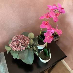 lot 50 image: Decorative Plants