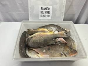 lot 162 image: B. 11-12 Whole Frozen Snappers  (Cleaned Pkged in Plastic Container)