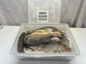 lot 163 image: B. 11-12 Whole Frozen Snappers  (Cleaned Pkged in Plastic Container)