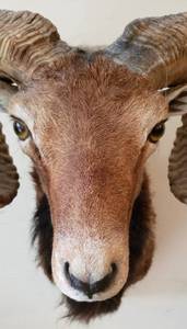 lot 213 image: Mouflon Taxidermy Shoulder Mount