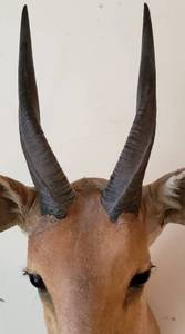 lot 226 image: African Reedbuck Shoulder Mount