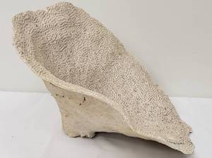 lot 264 image: Vintage Large Natural Turbinaria Cup Coral