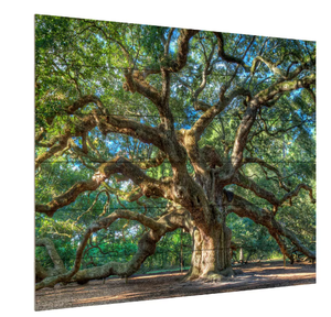 lot 462 image: Angel Oak Charleston Canvas. 22x18