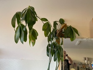 lot 321 image: Large Money Tree And Pot