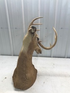lot 566 image: 8 Point Buck Deer head Mount
