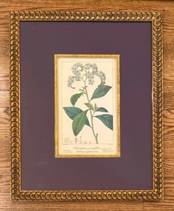 Three Antique Framed Botanical Prints, Purchased at a Paris Flea Market