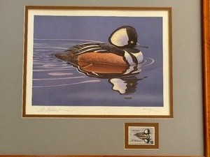 Framed Earl Gilbert Hooded Merganser Print with Stamp