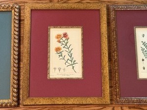Set of Three Beautifully Framed Antique Botanical Prints, Purchased from Paris Flea Market