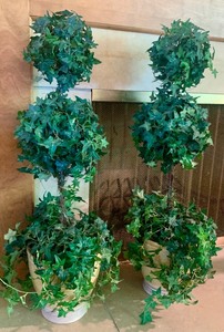 Pair of Pretty Ivy Topiary Plants