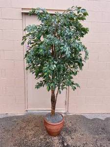 lot 81 image: Tall Artificial Ficus Tree in Decorative Pot