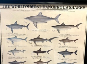 lot 71 image: The Worlds Most Dangerous Sharks Print