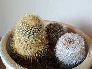 lot 38 image: Red Wing Two Gallon Crock and Cactus Plants