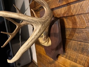lot 144 image: Pair of Antler Wall Hangings