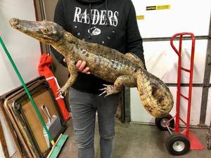 lot 80 image: Genuine Taxidermy Juvenile Alligator or Crocodile