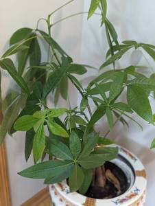 lot 29 image: Potted Money Tree Plant