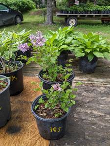 1.5 foot Dwarf Korean Lilac