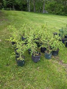 1.5 - 2 foot Norway Spruce